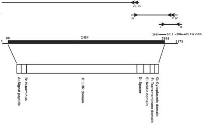 Nicotiana benthamiana Elicitor-Inducible Leucine-Rich Repeat Receptor-Like Protein Assists Bamboo Mosaic Virus Cell-to-Cell Movement